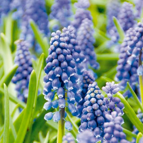 Bloomique - Mélange de 50 - Muscari Armeniacum - Jacinthe de raisin - Raisins bleus - Bulbes à fleurs - Floraison printanière - Plantes vivaces - Pousse jusqu'à 10-15 cm