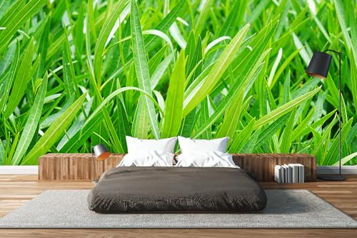Glücksvilla - Hainsimse - Foto-Tapete, selbstklebend 600 x 250 cm BxH
