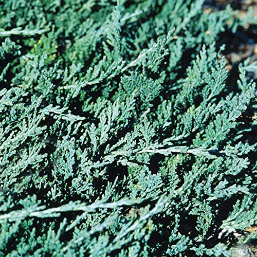 Juniperus Squamata 'Blue Carpet' Compact Evergreen Conifer Garden Plant in Pot (9cm Pot, 20-30cm)