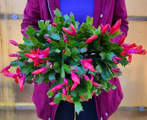 POWERS TO FLOWERS - SCHLUMBERGERA ROSSA, Vaso 19cm diametro, Natalina, Pasqualina, Rhipsalis, pianta vera