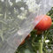 Meuallikit Gartennetz, 3 m x 6 m, ultrafeines Insektennetz für Pflanzen, Obst, Blumen, Gewächshaus, Hochbeete, Insektenschutz, Barriere, Polyethylen (PE), 10'x20'