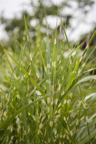 Miscanthus sinensis 'Zebrinus' - Zebragras, grün-gelbe Streifen, ideal für Rabatten und Kübel, winterhart, pflegeleicht