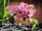 Violet Blumensamen Garten-Levkoje Usambaraveilchen Samen 100 Farben Partikel zu wählen / bag