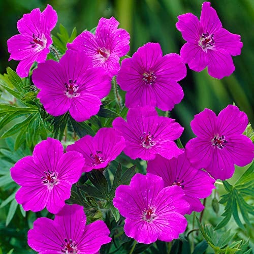 YouGarden 3 x Hardy Geranium Sanguineum, 'Tiny Monster' Cranesbill in a 9cm Pot. Garden Ready Plant Perfect for Patios, Borders and Pots. Bedding Plants for Garden. Premium Quality Geranium Plants