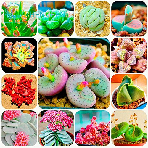 300 / Bag Mix Semi Succulent Lotus Lithops Pseudotruncatella Bonsai Plants Seeds for Home and Garden Flowers Vases Planters Sementes Mostra In Picture mescolare