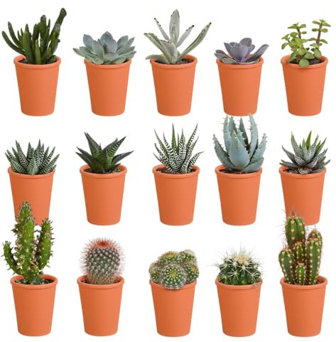 Cacti | Mélange de cactus et de plantes grasses dans un pot en terre cuite | 15 pièces | Ø 6,5 cm | 8-13 cm | dans un pot de couleur assortie | Plantes d'intérieur faciles à entretenir