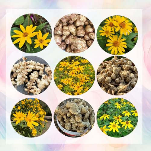 10 pcs topinambur saatknollen zum pflanzen Zwiebeln, topinambur - knollen, gartenkräuter winterharte pflanzen, topinambur kaufen - Helianthus tuberosus - winterharte kübelpflanzen balkon gemüse