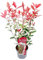 Glanzmispel Photinia fraseri 'Carré Rouge' 40-60 cm besonders roter Blattaustrieb, winterhart