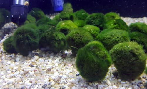10 Stück Moosbälle/Mooskugeln für Aquarien. Schöne Vollbälle mit 3-5 cm Durchmesser.