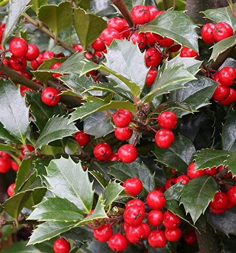 Stechpalme Ilex Heckenfee® 60-80cm - Ilex meserveae