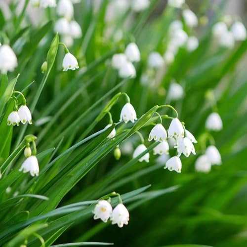 märzenbecher - frühlingsblüher zimmerpflanzen hochbeet balkon balkonpflanzen winterhart gartenpflanzen winterharte kübelpflanzen frühblüher exotische 45zwiebeln