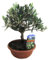 Mini Olivo PREMIUM Planta Natural Fácil de Cuidar