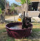 mille idee Piscina Bagno bagnetto cane mastello litri 275 tondo per vino enologia D.110X35H Cm
