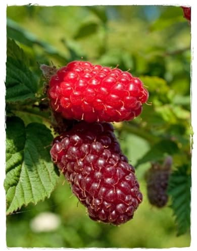 Rubus Tayberry – Pianta Ibrido Mora-Lampone H 80 cm, Vaso18 cm – Frutti Dolci e Aromatici, Ricchi di Antiossidanti, Ideale per Orti Familiari – FOTO REALI