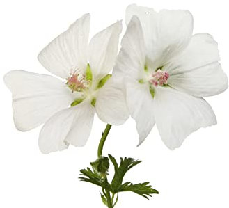 Geranium Plants, 'White', 20 x Full Plant Pack, Bedding Plants, White Geraniums, Garden Flowers, Geraniums, Garden Ready and Ready to Plant, Premium Quality Flowers