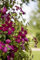 Clematis viticella 'Madame Julia Correvon' 100-150 cm - Italienische Waldrebe, rote Blüten, Blütezeit Juni-September, ideal für Rankgerüste, pflegeleicht und winterhart