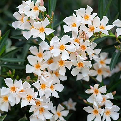 40 Stück oleander baum weiß winterhart samen - Seltene Pflanzen serie - balkonpflanzen winterhart mehrjährig geschenke für ältere menschen gartenpflanzen geschenke für hobbygärtner