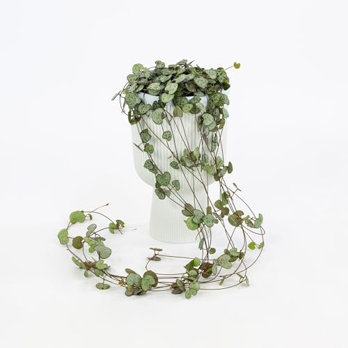 Pianta vera di Ceropegia woodii - Diametro Vaso Ø 12 cm