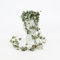 Pianta vera di Ceropegia woodii - Diametro Vaso Ø 12 cm