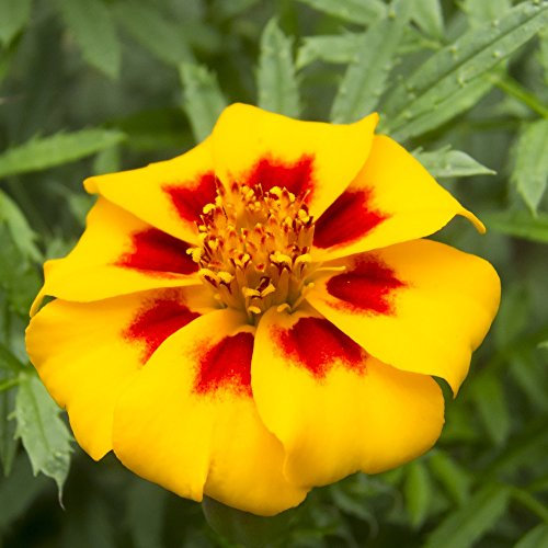 Marigold Disco Marietta, semillas de Marigold Pascal - Tagetes patula nana
