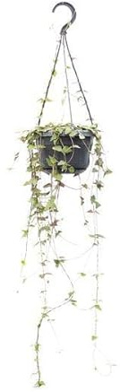 Ceropegia Linearis Remy – Cadena de corazones – Ø 14 cm – 38 cm – Suculentas colgantes con hojas en forma de corazón – Purifica el aire y fácil de limpiar – Para interiores y lugares semi sombreados