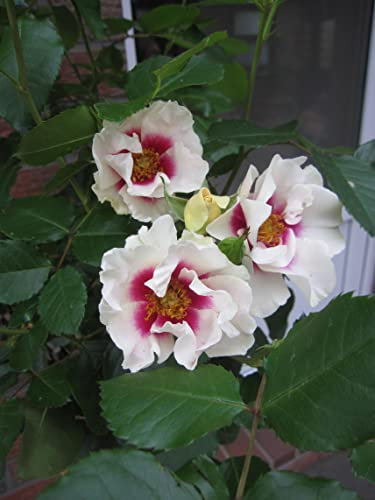 Rosa SEE YOU in purple ® - Stammrose SEE YOU in purple ® - Kordes Rose