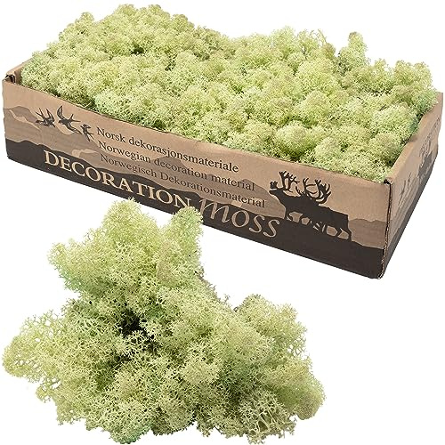 Flowerbox Karton Islandmoos Mintgrün 500g