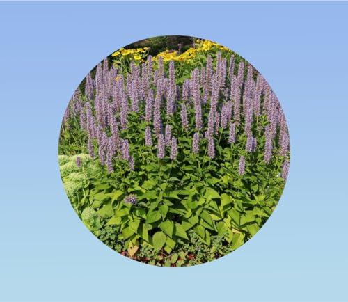 graines agastache rugosa 0,05 grammes soit environ 120 graines - aromatique violet - Planete graines