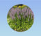 graines agastache rugosa 0,05 grammes soit environ 120 graines - aromatique violet - Planete graines