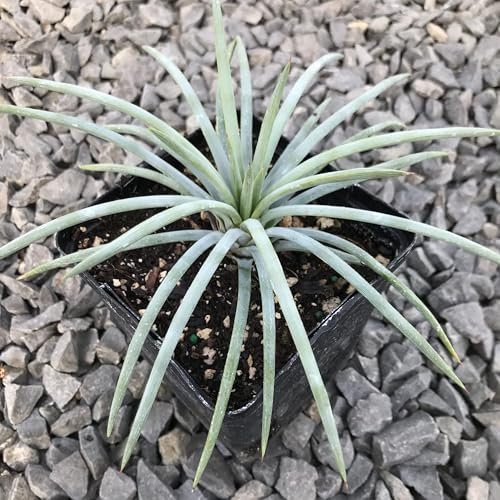 Agave Tenuifolia Blue Agave Tenuifolia Glauca pianta grassa succulenta in vaso ø9 cm Vivaio di Castelletto