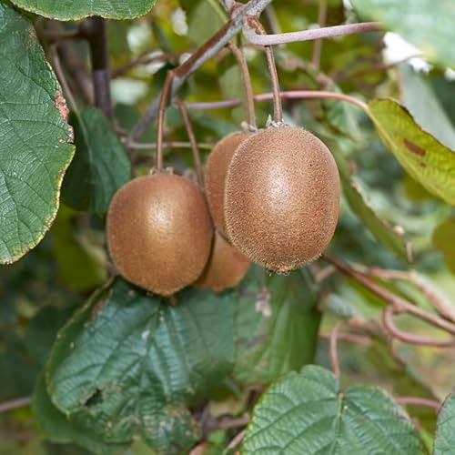 Pied de Kiwi Mâle Matua - Actinidia Deliciosa Matua 120cm - Plante En Pot - Floraison Mai à Juin Exposition - Hauteur 4 à 6 m - Exposition Plein Soleil