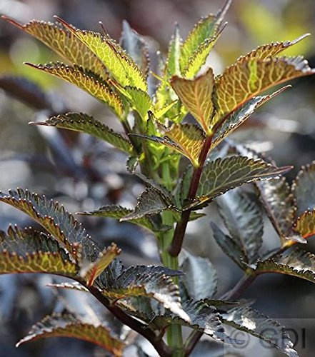 Schwarzer Säulen Holunder Black Tower® 125-150cm - Sambucus nigra - lebende Gartenpflanze aus den Baumschulen
