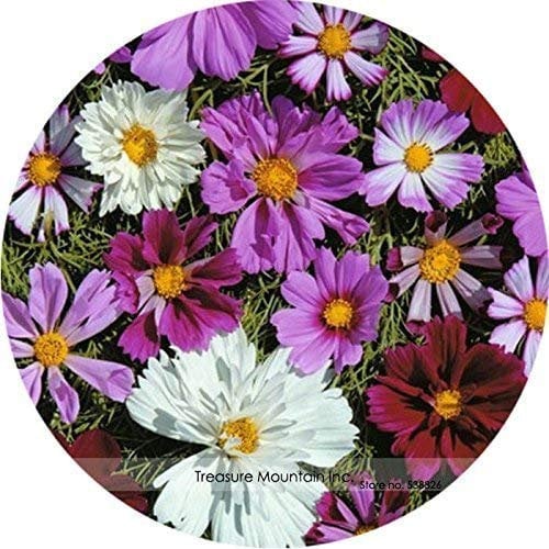 SwansGreen 500 Mixed Color Moss-rose Purslane Double Flower Seeds for planting (Portulaca grandiflora), heat tolerant,easy growing