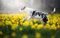 LHJOY impossible clear jigsaw puzzle 1000 pieces Flower dog