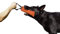 Dingo Gear Baumwolle-Nylon Beißwurst für Hundetraining IGP IPO Obiedence Schutzhund Hundesport, 20 x 7 cm 1 Griff Orange S00086