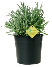 Plantì LAVANDA, Lavanda Piante vere da esterno ideale per decorare terrazzo esterno o giardino, Piante da terrazzo con fiori profumati Diametro vaso 19 cm (Argento)