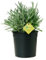 Plantì LAVANDA, Lavanda Piante vere da esterno ideale per decorare terrazzo esterno o giardino, Piante da terrazzo con fiori profumati Diametro vaso 19 cm (Argento)