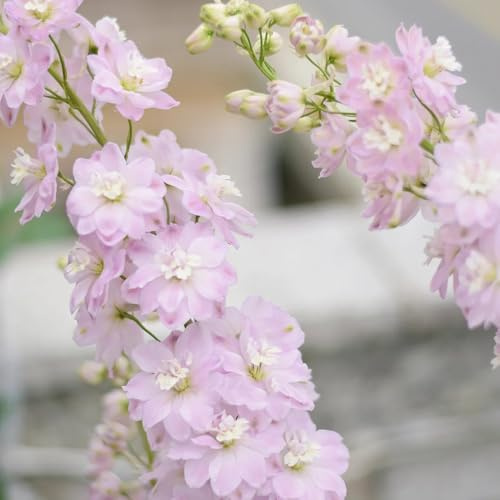rittersporn, balkon delphinium winterharte garten bodendecker topfpflanzen 50samen