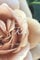 She Rose: A Journey Filled with Petals and Prose