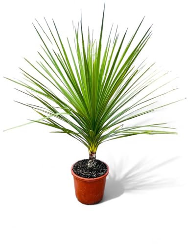 TROPICTREES Cordyline Indivisa Palmier | 140cm de hauteur | Feuilles vertes vives Palmier à feuilles persistantes | Élégance verte feuillage luxuriant Plante Cordyline d'extérieur
