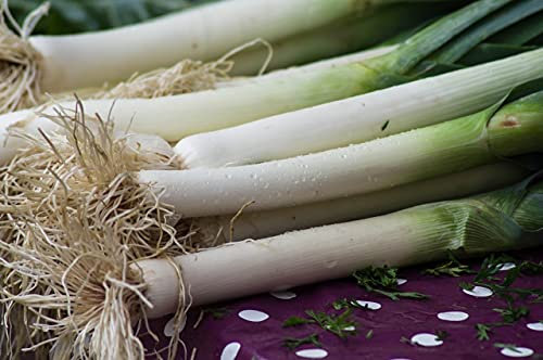 Lotto di 250 semi di porro Carentan 2 - Un must per l'orto - Varietà rustica e gustosa - 100% naturale - Qualità gustativa - Garanzia di germinazione - 100% semi riproducibili