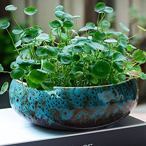 BUNCC Große Runde Sukkulente Pflanzschale Vintage Keramik Glasierte Bonsai Topf Dekorativer Garten Kaktus Blumentopf Für Home Office Decor
