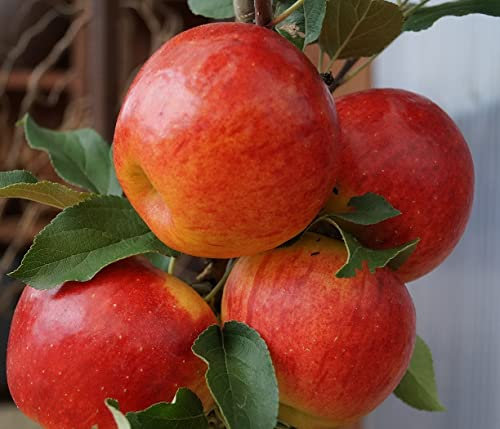 Apfelbaum `Elstar´ Halbstamm, ca.160-180 cm, wurzelnackt