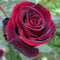 Rosenpflanzen pflanzen,Rosenrhizom winterharte mehrjährige Sträucher – duftende Rosen – Hybridrosen-1Pflanze-C