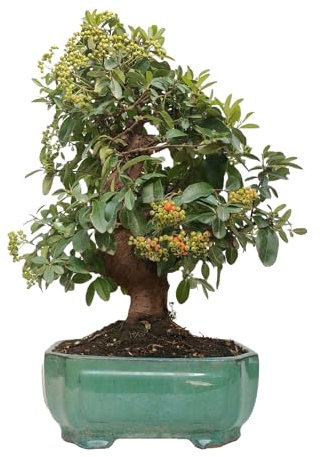 Bonsái de Pyracantha, Árbol Enano de Espino de Fuego, Perenne, Floración Blanca y Frutos Coloridos en Otoño. Ref.14632