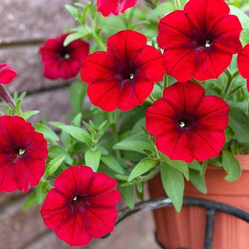 Carbeth Plants Petunia Red Summer Bedding Plants 1 x 6 Pack - Easy to Grow Pollinator Friendly Shrubs - Outdoor Garden Flowers Ready to Plant - Perfect for Hanging Baskets, Pots & Borders