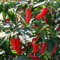 Pimienta de chile – Apache F1 – 10 semillas