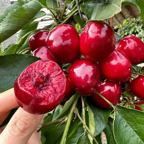 Kirschsamen, Kirsch Baum Samen, alte sorten balkonpflanzen chilenischer kirschbaum winterfest bonsai samen säulenobst obstpflanzen geschenke für gärtner frisches obst obstsamen 55pcs