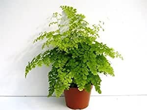 Adiantum VAR. Fragans Helecho Casa Planta en maceta de 12 cm. Helecho de Maidenhair