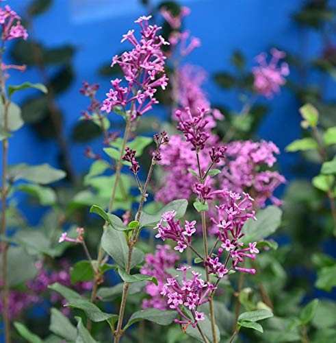 Hochstamm Edelflieder Bloomerang® Dark Purple 60-80cm - Syringa